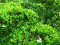 Terminalia ivorensisÃÂ Chev leaves